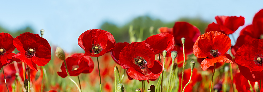 Federal Retirees honours Veterans' Week.